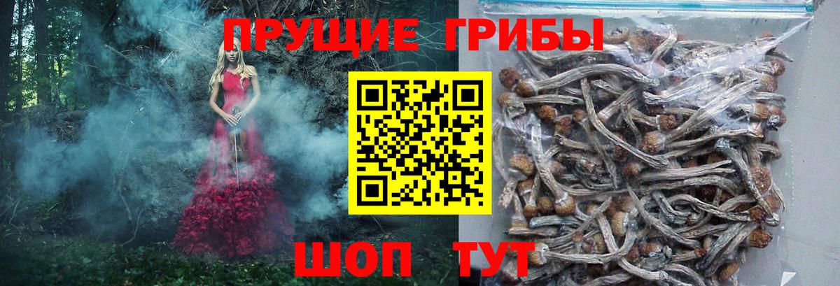 где можно купить   Вход с VPN  Мариинск  Псилоцибиновые грибы Cubensis 